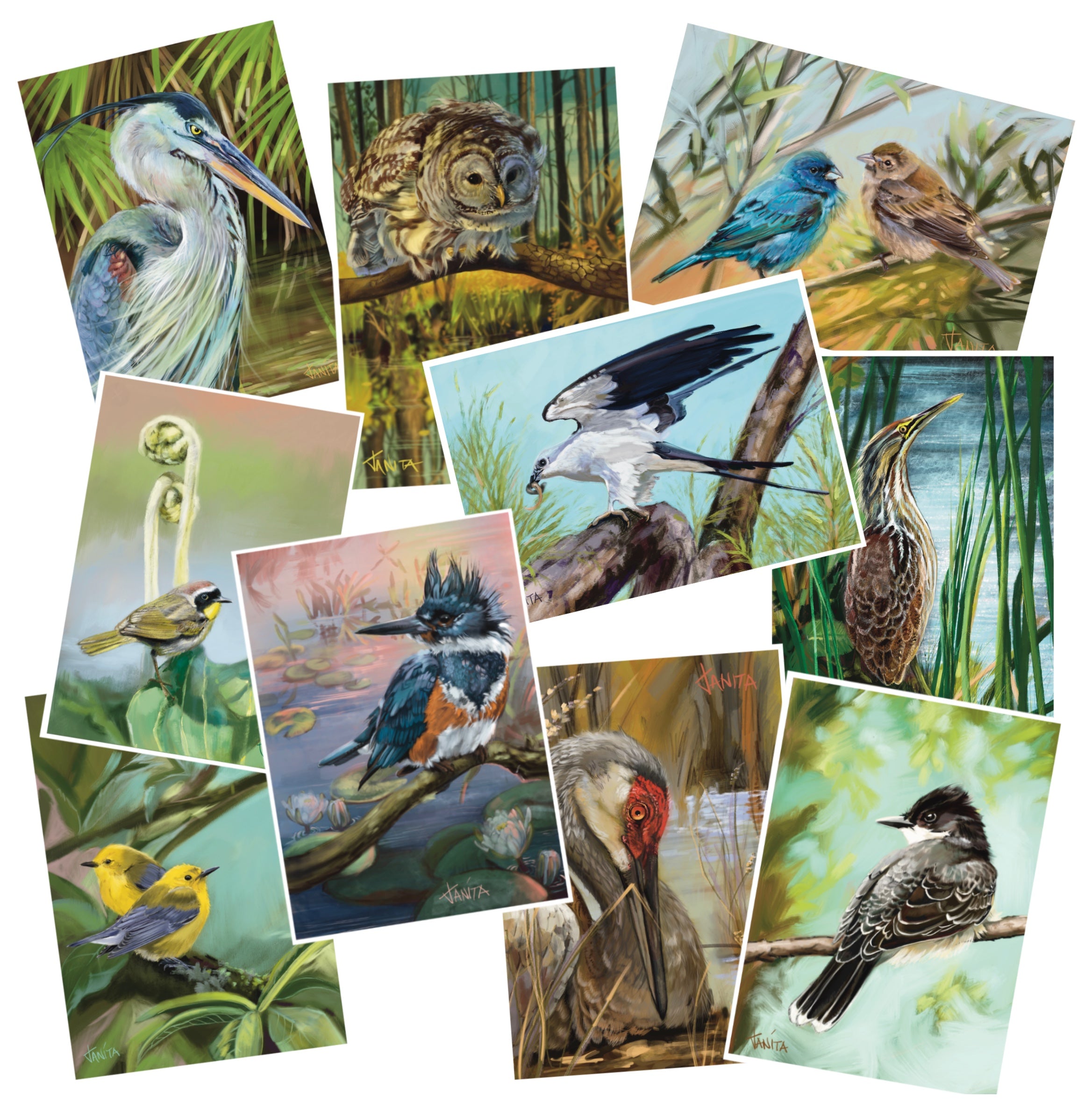 J Nelson | Birds Okeefenokee Cards 10 Pk | J Nelson | Cloister Collection Designer Fashion