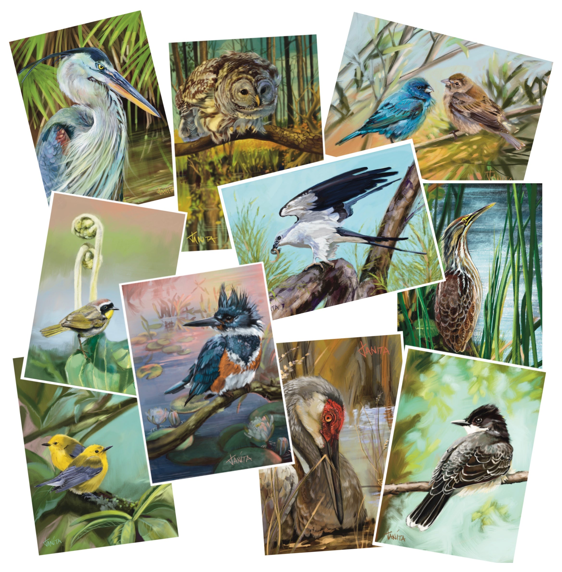 J Nelson | Birds Okeefenokee  Cards 10 Pk