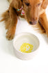 Lifeguard Press Pet Bowl, Sun Tiles Home dog water white bowl with a yellow design 
