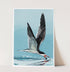 J Nelson | J Nelson | Black Skimmer Print | Cloister Collection | WS